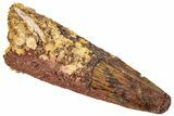 Fossil Spinosaurus Tooth - Real Dinosaur Tooth #322309-1